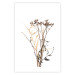 Poster Chamomile - simple autumn composition with a botanical motif on a white background 119181 additionalThumb 19