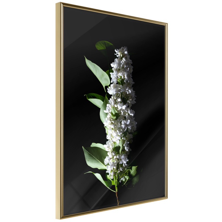 Poster White Lilacs - botanical composition with spring flowers on a black background 121881 additionalImage 12