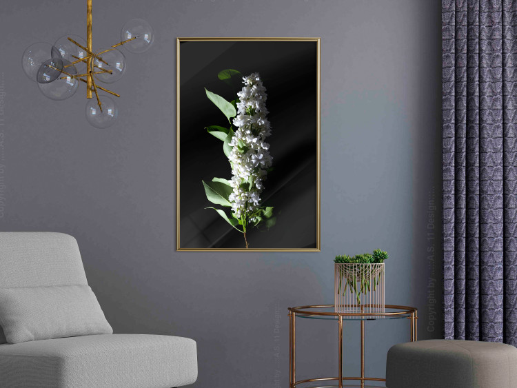 Poster White Lilacs - botanical composition with spring flowers on a black background 121881 additionalImage 5