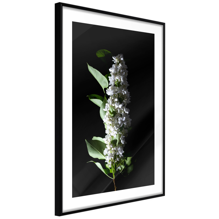 Poster White Lilacs - botanical composition with spring flowers on a black background 121881 additionalImage 11