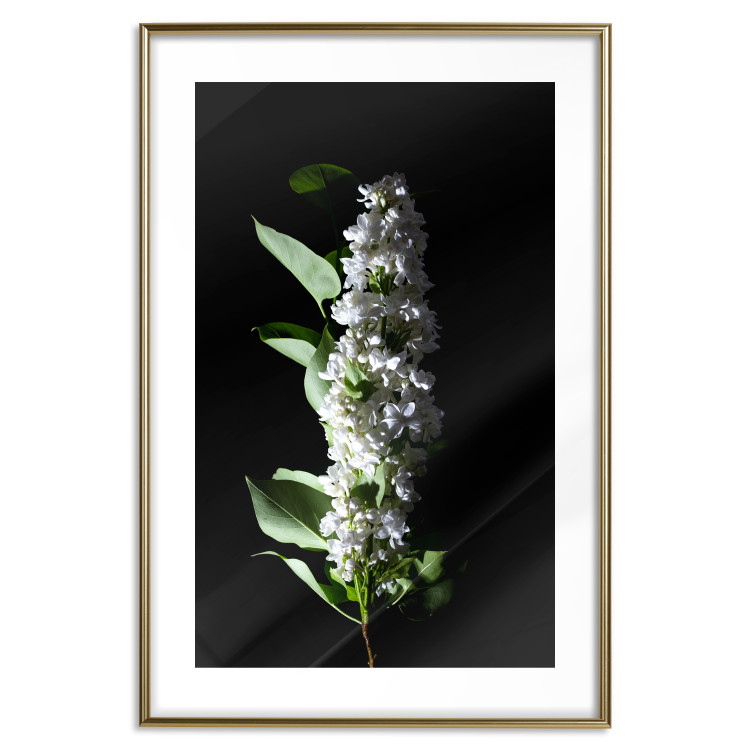 Poster White Lilacs - botanical composition with spring flowers on a black background 121881 additionalImage 14