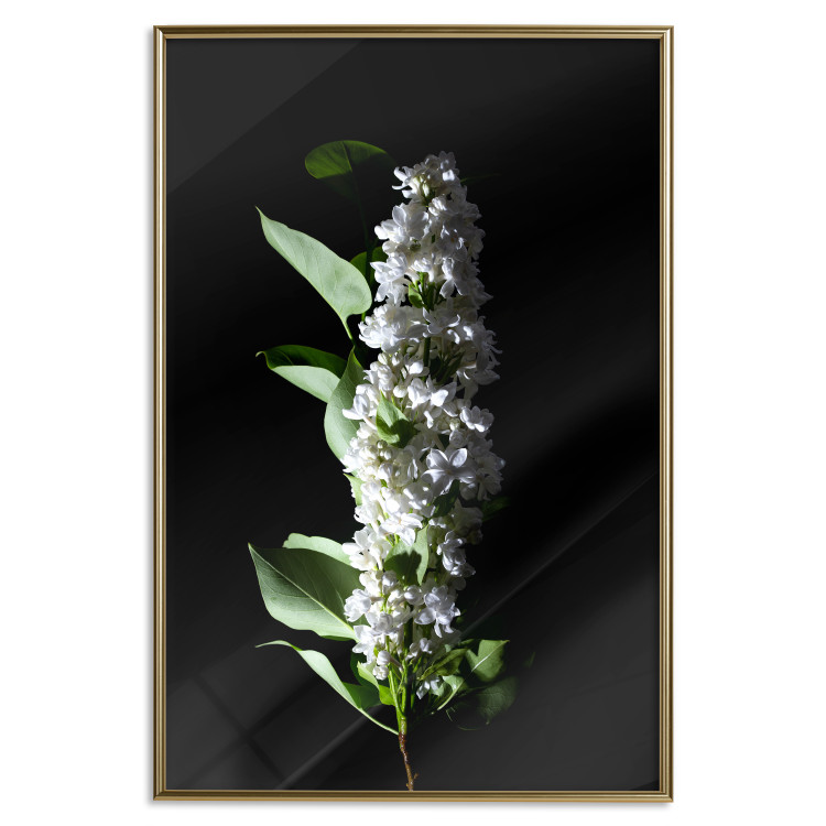 Poster White Lilacs - botanical composition with spring flowers on a black background 121881 additionalImage 16