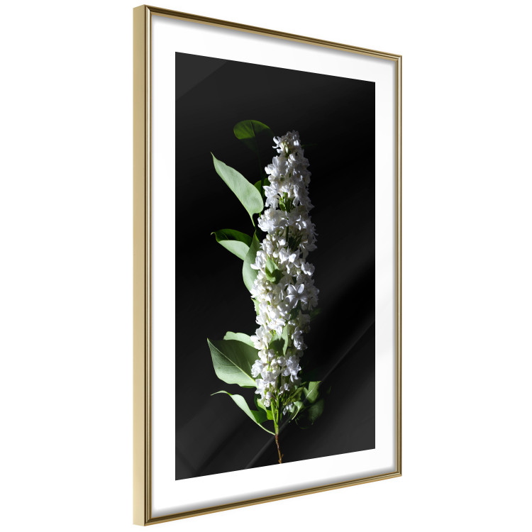 Poster White Lilacs - botanical composition with spring flowers on a black background 121881 additionalImage 6