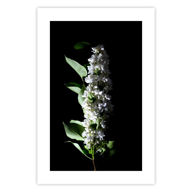 Poster White Lilacs - botanical composition with spring flowers on a black background 121881 additionalImage 19