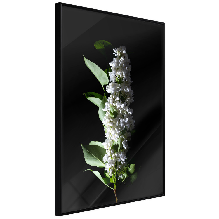 Poster White Lilacs - botanical composition with spring flowers on a black background 121881 additionalImage 10