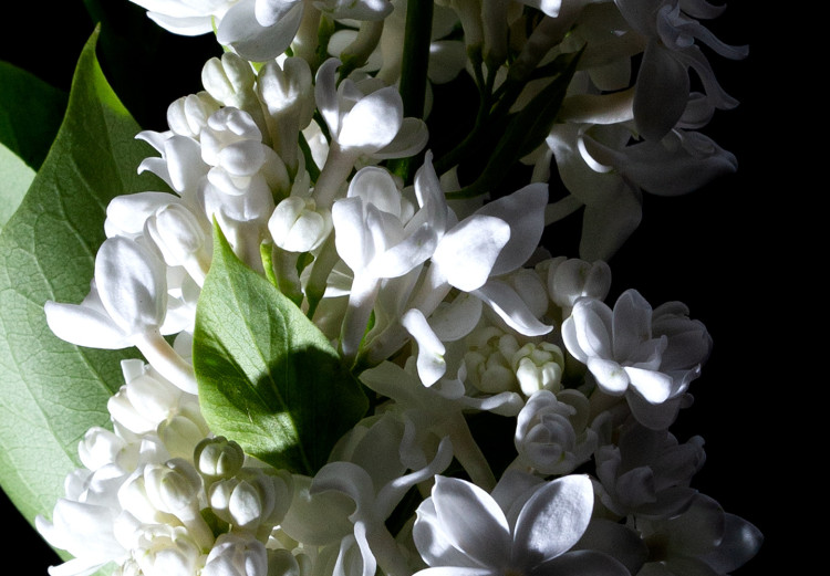 Poster White Lilacs - botanical composition with spring flowers on a black background 121881 additionalImage 8