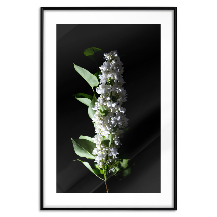 Poster White Lilacs - botanical composition with spring flowers on a black background 121881 additionalImage 15