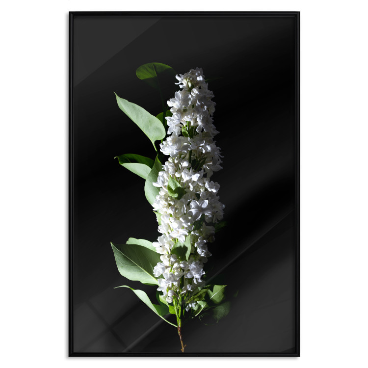 Poster White Lilacs - botanical composition with spring flowers on a black background 121881 additionalImage 18