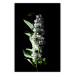 Poster White Lilacs - botanical composition with spring flowers on a black background 121881