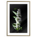 Poster White Lilacs - botanical composition with spring flowers on a black background 121881 additionalThumb 14