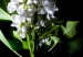 Poster White Lilacs - botanical composition with spring flowers on a black background 121881 additionalThumb 9