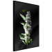 Poster White Lilacs - botanical composition with spring flowers on a black background 121881 additionalThumb 10