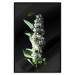 Poster White Lilacs - botanical composition with spring flowers on a black background 121881 additionalThumb 18