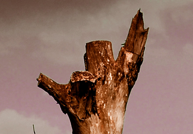 Canvas Print Trunk of a withered tree - photo of nature against the clouds and sky 124381 additionalImage 5