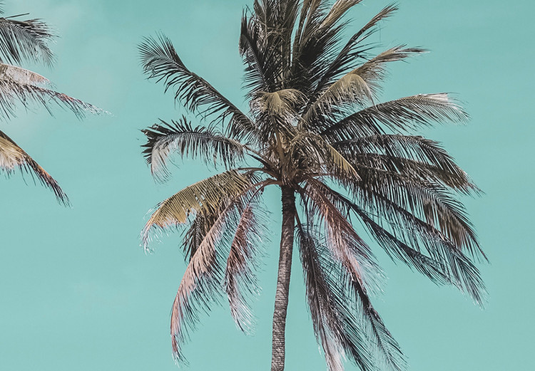 Canvas Art Print Three palms - Image of three trees on a blue sky 135281 additionalImage 5