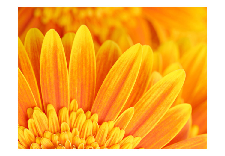 Photo Wallpaper Yellow gerbera daisies 60681 additionalImage 1