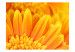 Photo Wallpaper Yellow gerbera daisies 60681 additionalThumb 1