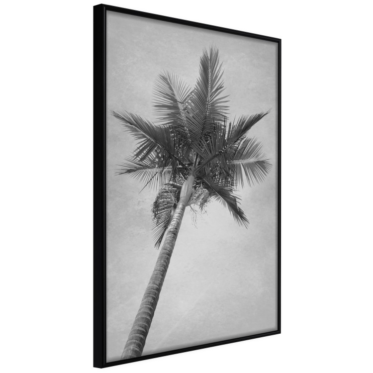 Wall Poster Tall Palm Tree - black and white tropical landscape from a frog's perspective 116491 additionalImage 10