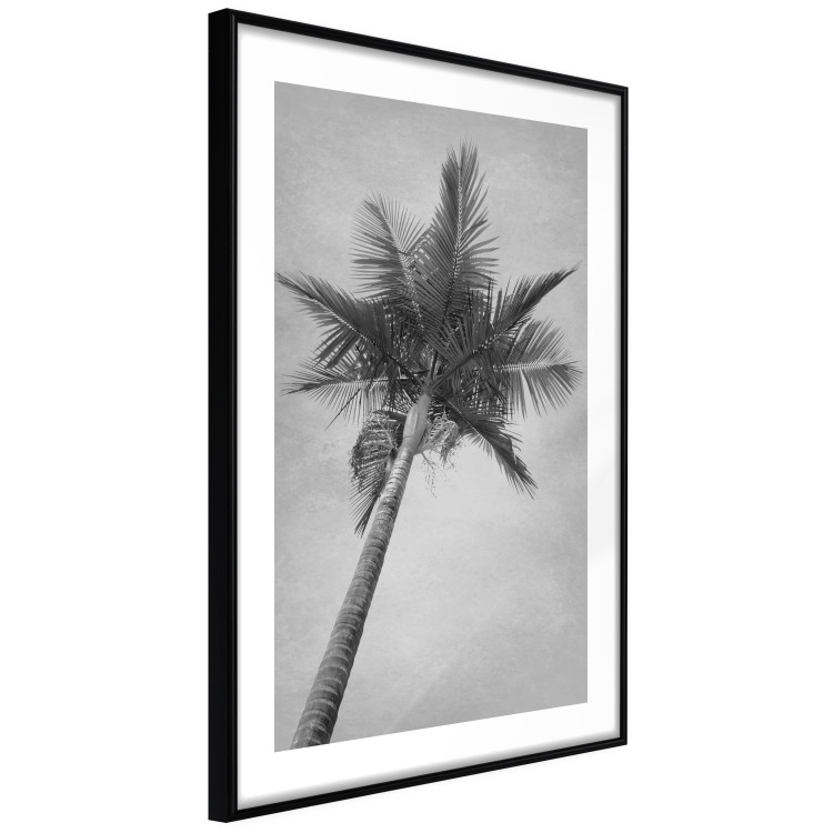 Wall Poster Tall Palm Tree - black and white tropical landscape from a frog's perspective 116491 additionalImage 11
