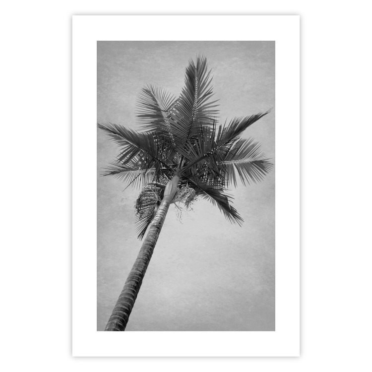Wall Poster Tall Palm Tree - black and white tropical landscape from a frog's perspective 116491 additionalImage 18
