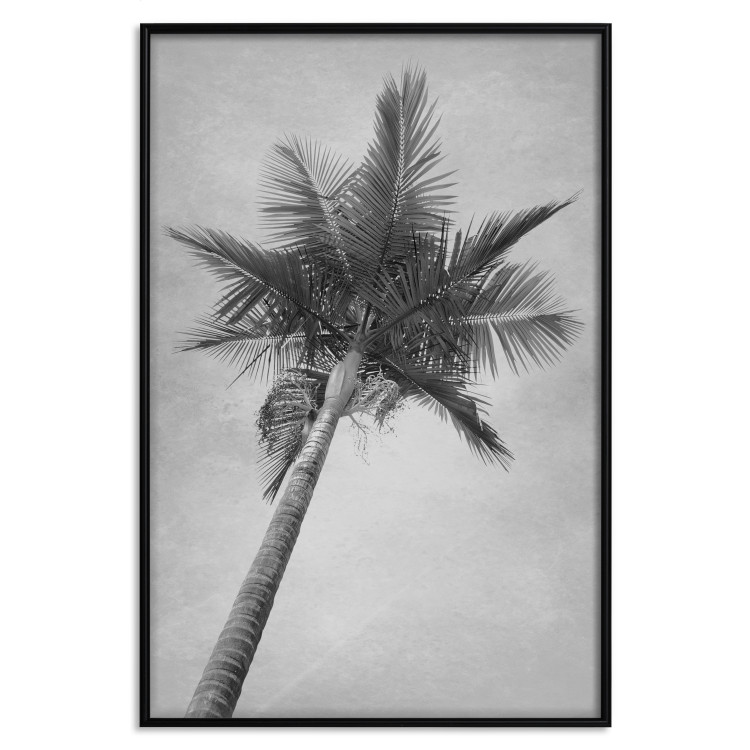 Wall Poster Tall Palm Tree - black and white tropical landscape from a frog's perspective 116491 additionalImage 17