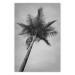 Wall Poster Tall Palm Tree - black and white tropical landscape from a frog's perspective 116491