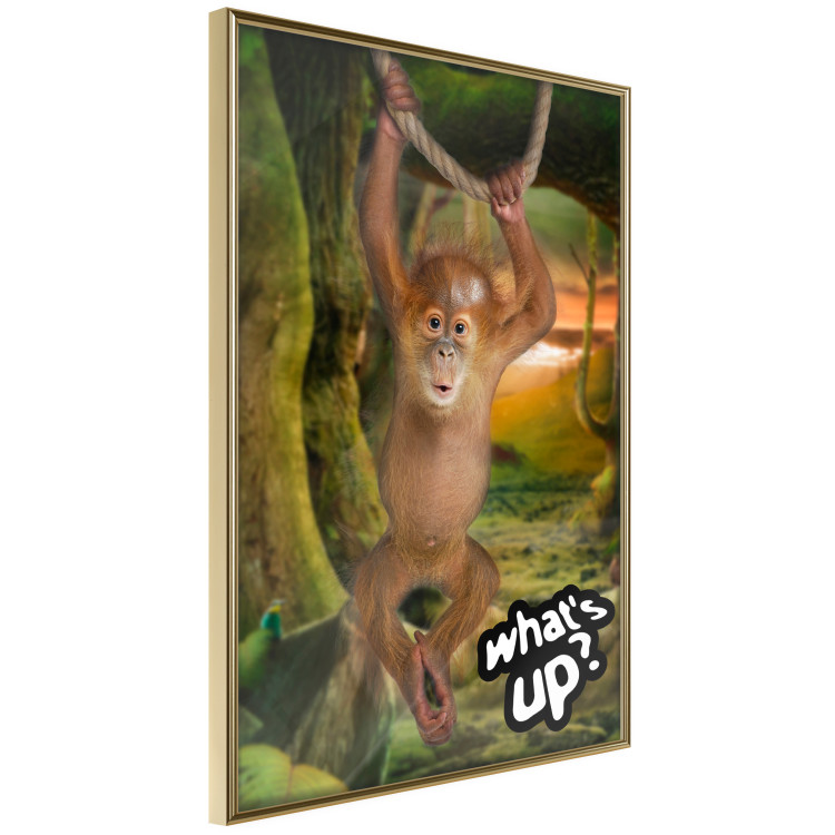 Poster What's Up? - English captions and animal on wire against jungle backdrop 123591 additionalImage 12