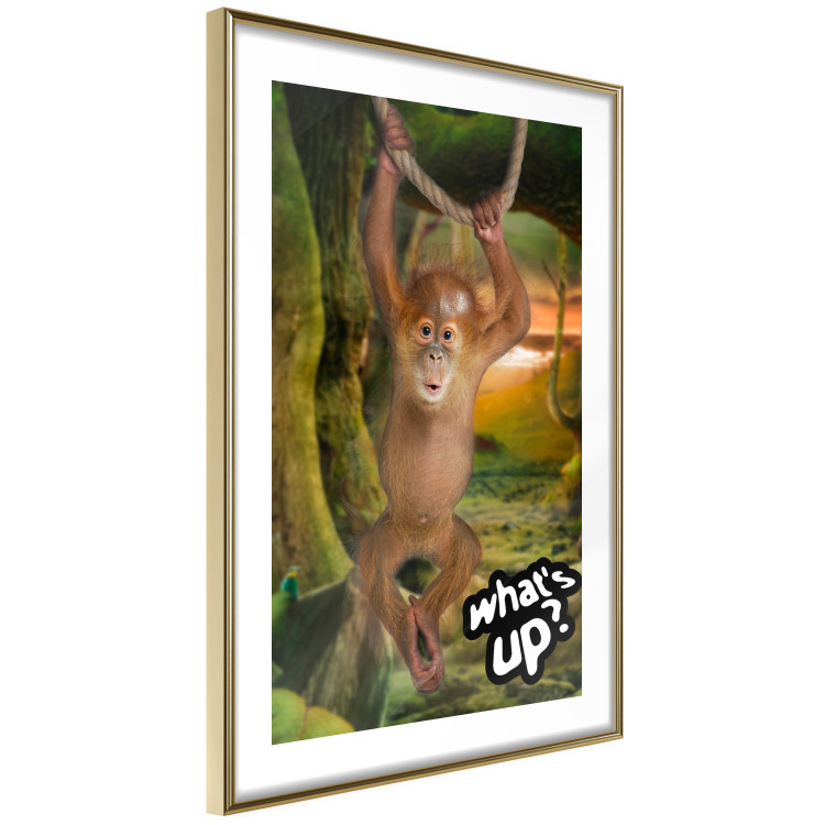 Poster What's Up? - English captions and animal on wire against jungle backdrop 123591 additionalImage 6