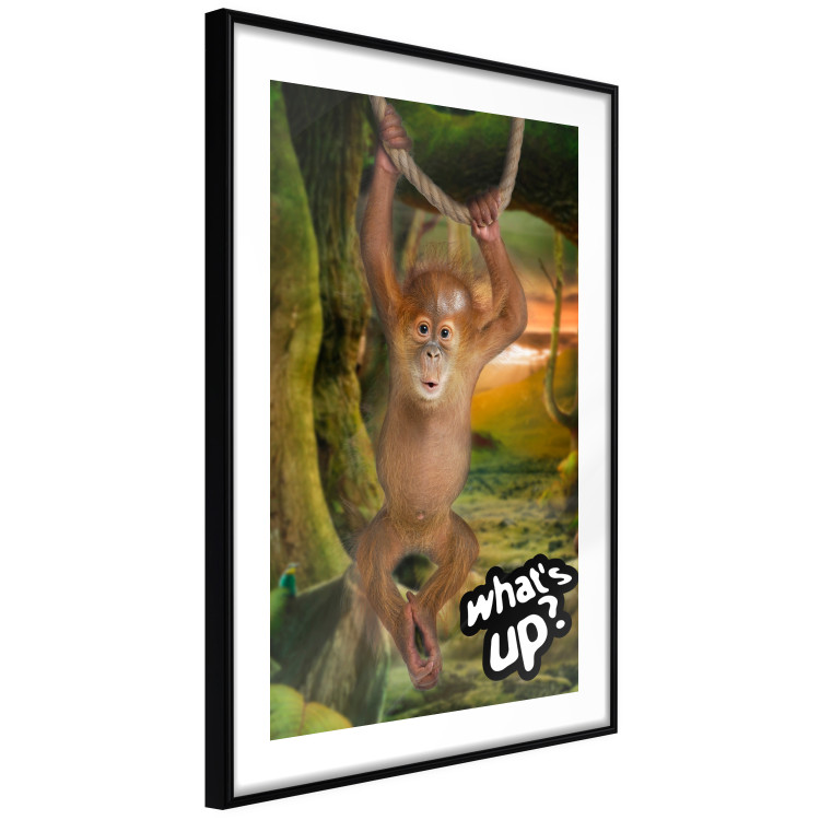 Poster What's Up? - English captions and animal on wire against jungle backdrop 123591 additionalImage 11