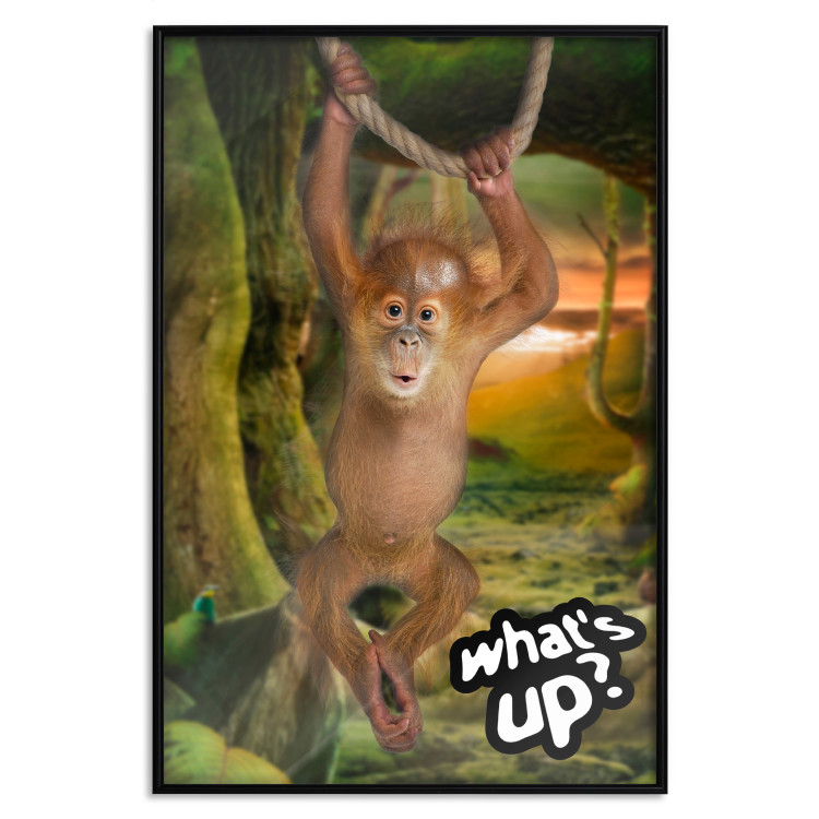 Poster What's Up? - English captions and animal on wire against jungle backdrop 123591 additionalImage 18