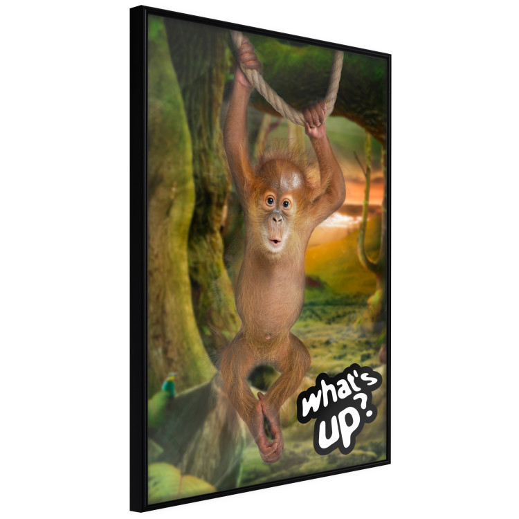 Poster What's Up? - English captions and animal on wire against jungle backdrop 123591 additionalImage 10