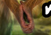 Poster What's Up? - English captions and animal on wire against jungle backdrop 123591 additionalThumb 8