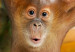 Poster What's Up? - English captions and animal on wire against jungle backdrop 123591 additionalThumb 9