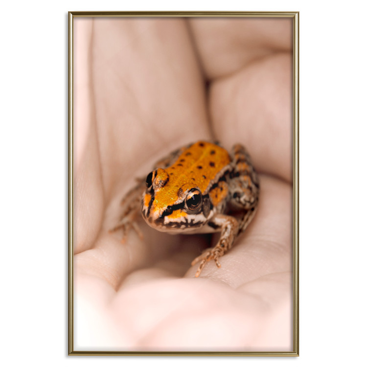 Poster The Good Life - tiny yellow frog on hand of a person 124391 additionalImage 20