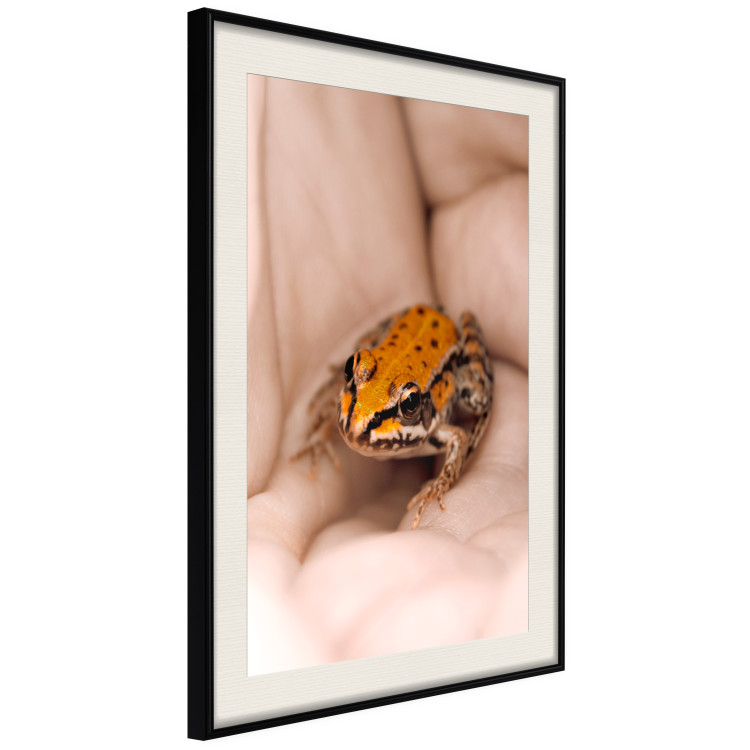Poster The Good Life - tiny yellow frog on hand of a person 124391 additionalImage 3