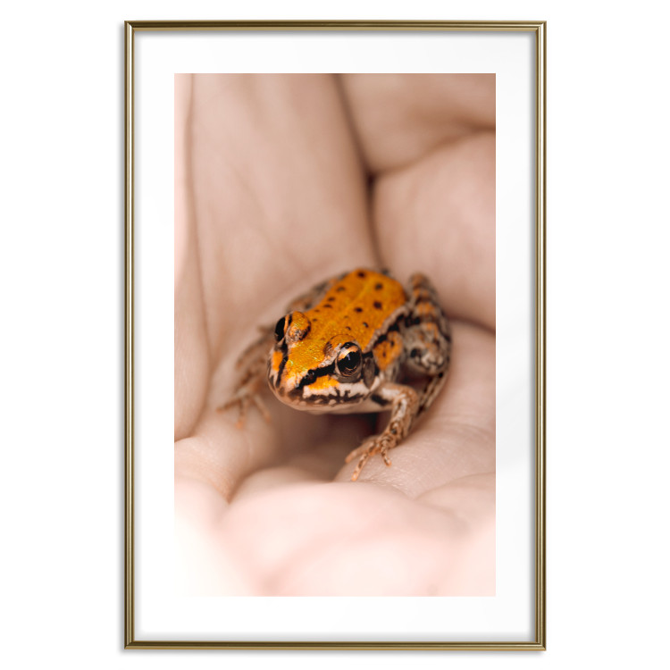 Poster The Good Life - tiny yellow frog on hand of a person 124391 additionalImage 16