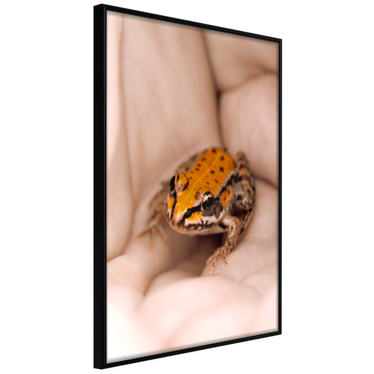 Poster The Good Life - tiny yellow frog on hand of a person 124391 additionalImage 12
