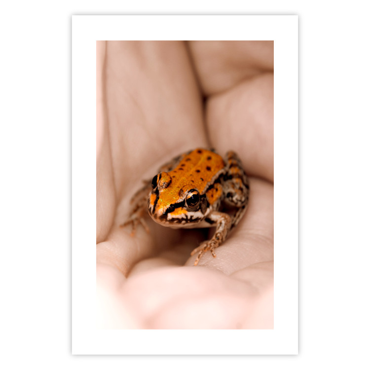 Poster The Good Life - tiny yellow frog on hand of a person 124391 additionalImage 25