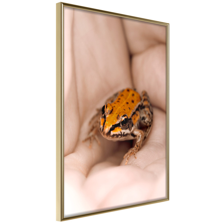 Poster The Good Life - tiny yellow frog on hand of a person 124391 additionalImage 14