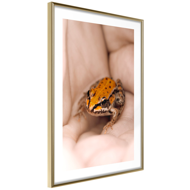 Poster The Good Life - tiny yellow frog on hand of a person 124391 additionalImage 8