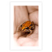 Poster The Good Life - tiny yellow frog on hand of a person 124391 additionalThumb 25