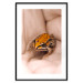 Poster The Good Life - tiny yellow frog on hand of a person 124391 additionalThumb 17