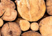 Poster Tree Interior - texture of wood grain in various sizes 124491 additionalThumb 8