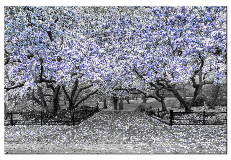 Canvas Art Print Blooming Magnolias - magnolia trees with flowers in shades of violet 128791