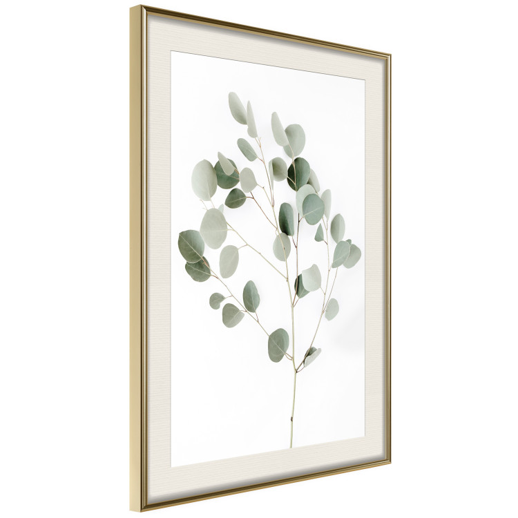 Wall Poster Silver Eucalyptus - simple composition with green leaves on a white background 137491 additionalImage 19