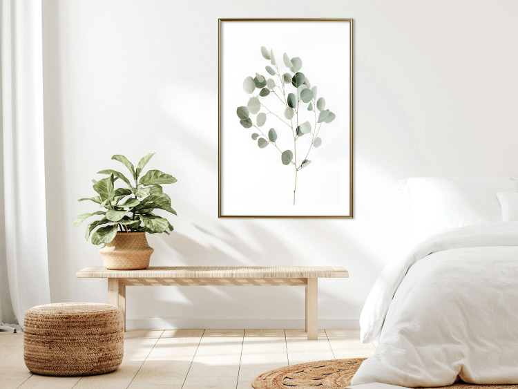 Wall Poster Silver Eucalyptus - simple composition with green leaves on a white background 137491 additionalImage 9