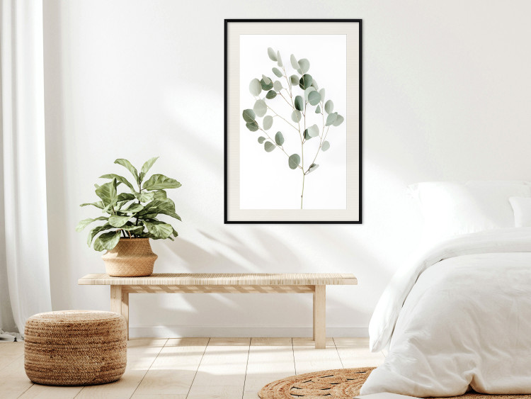 Wall Poster Silver Eucalyptus - simple composition with green leaves on a white background 137491 additionalImage 13