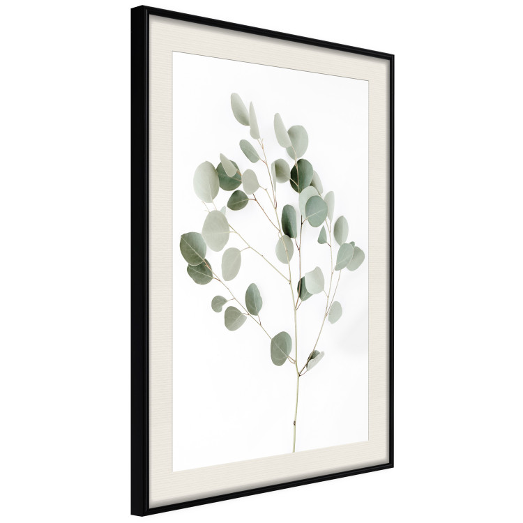 Wall Poster Silver Eucalyptus - simple composition with green leaves on a white background 137491 additionalImage 20