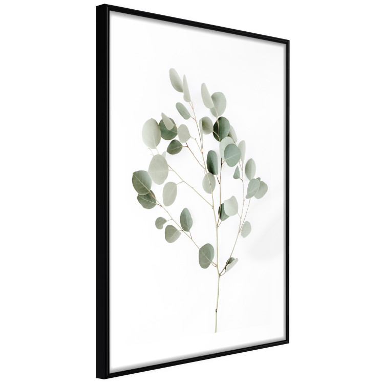 Wall Poster Silver Eucalyptus - simple composition with green leaves on a white background 137491 additionalImage 16