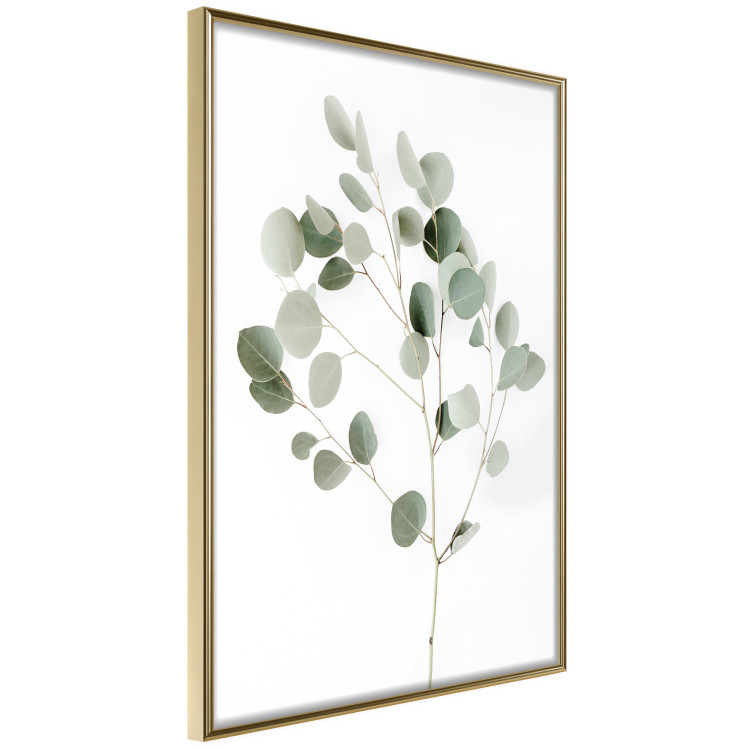 Wall Poster Silver Eucalyptus - simple composition with green leaves on a white background 137491 additionalImage 15